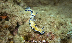 Risbecia imperialis - taken near Mau'i, Hawai'i, May 2014 by Timothy Phillips 